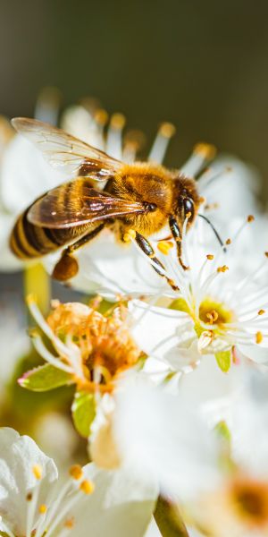 La Nigelle et le Miel : L’Or Noir et l’Or Doré de la Tradition Orientale