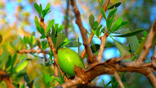 L’Or Liquide du Maroc : Secrets et Vertus de l’Huile d’Argan