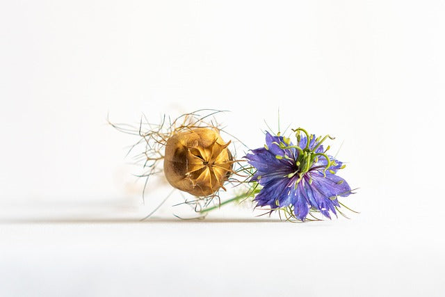 Un peu d’histoire – Nigelle, la graine bénie