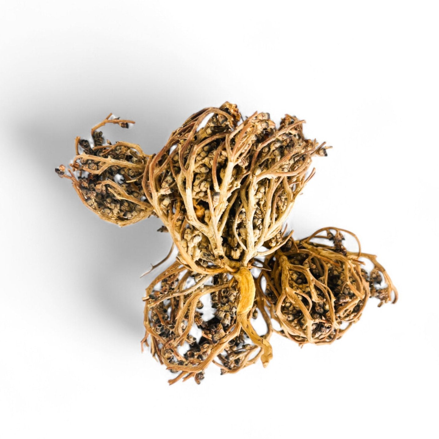 Chajarat Mariam (Rose de Jéricho) - Plante médicinale traditionnelle aux vertus pour la santé féminine