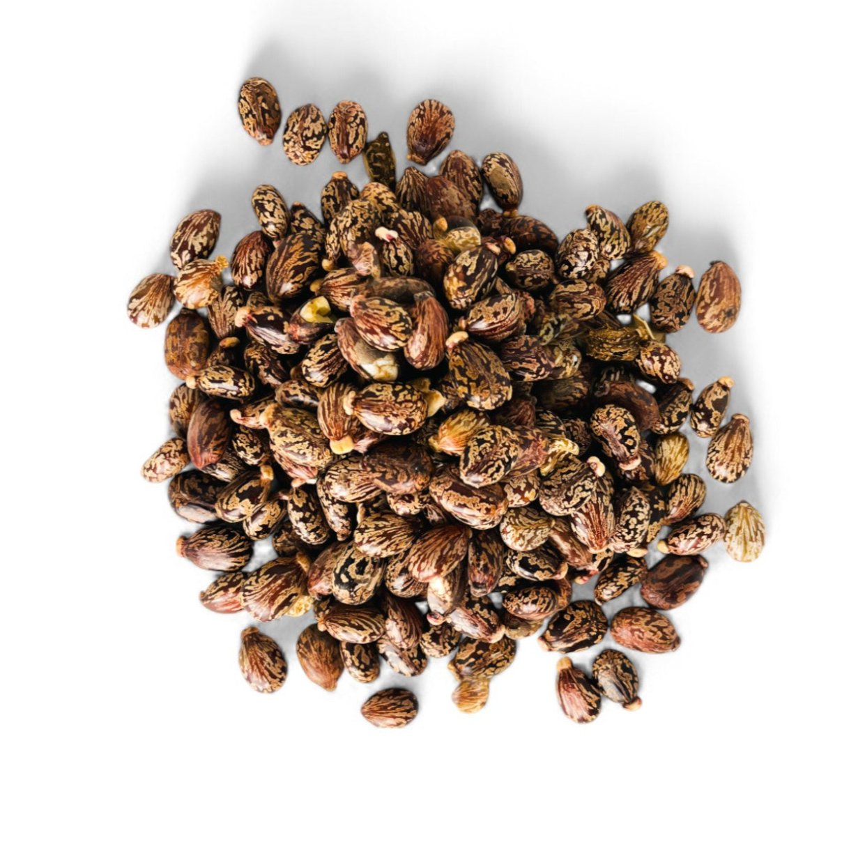 Graines de Ricin (بذور الخروع) – semences naturelles marbrées pour extraction d’huile
