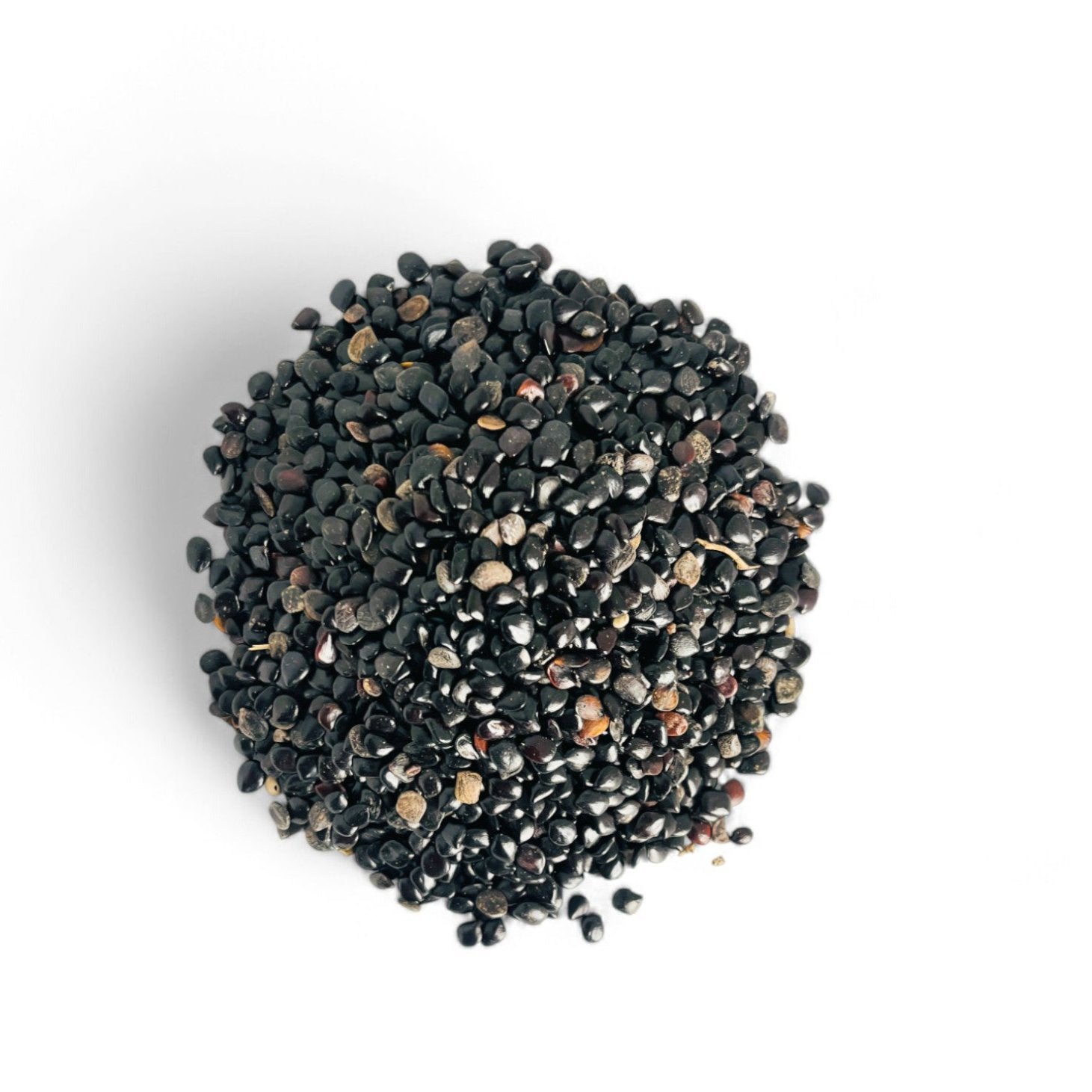 Schwarzkümmel (Nigella sativa)