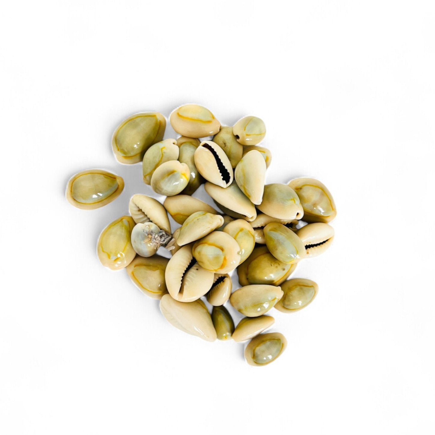 Wada (Arabisch)