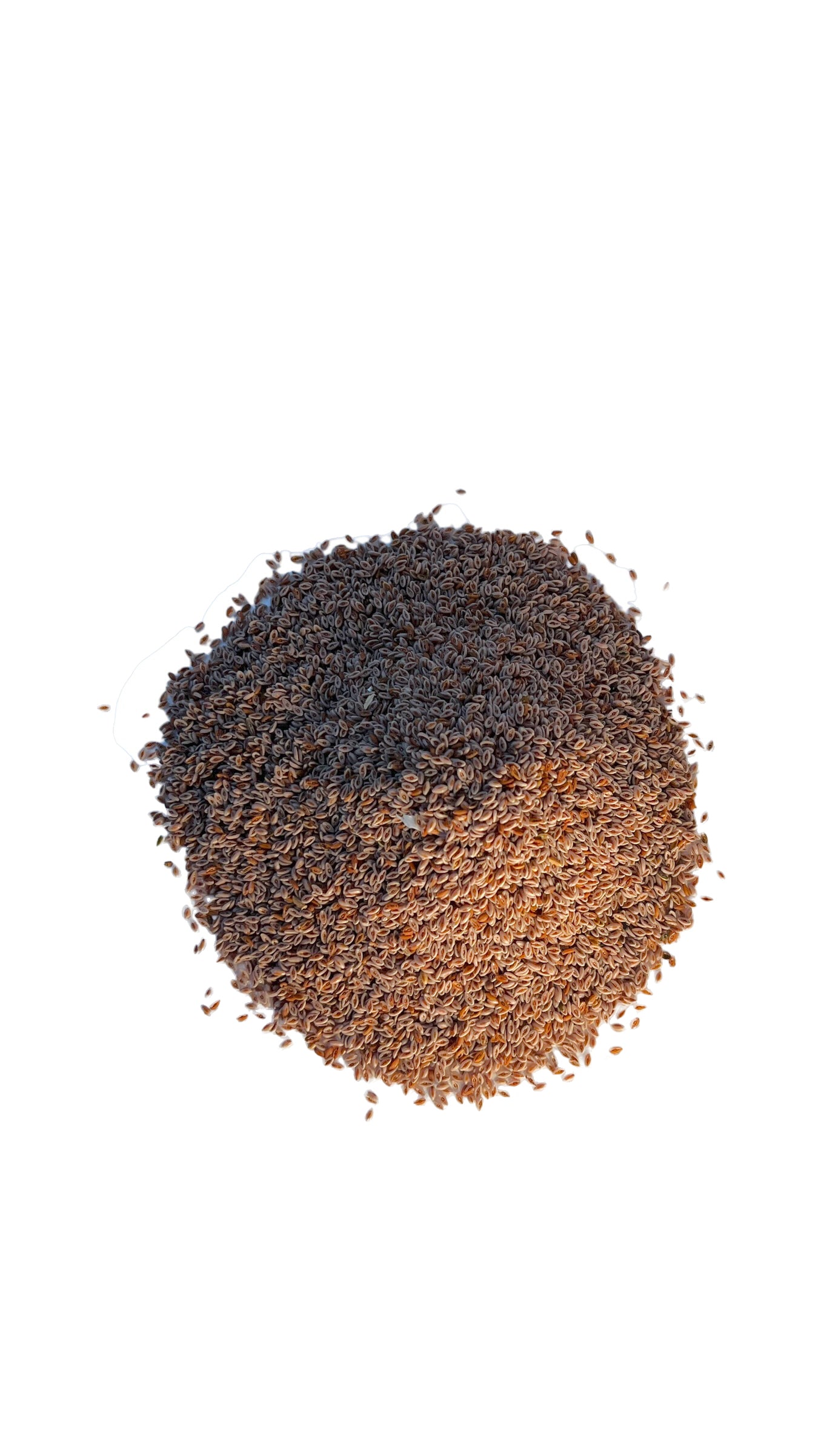 Sachet de graines de psyllium naturel 50g – fibres végétales pour digestion et transit intestinal