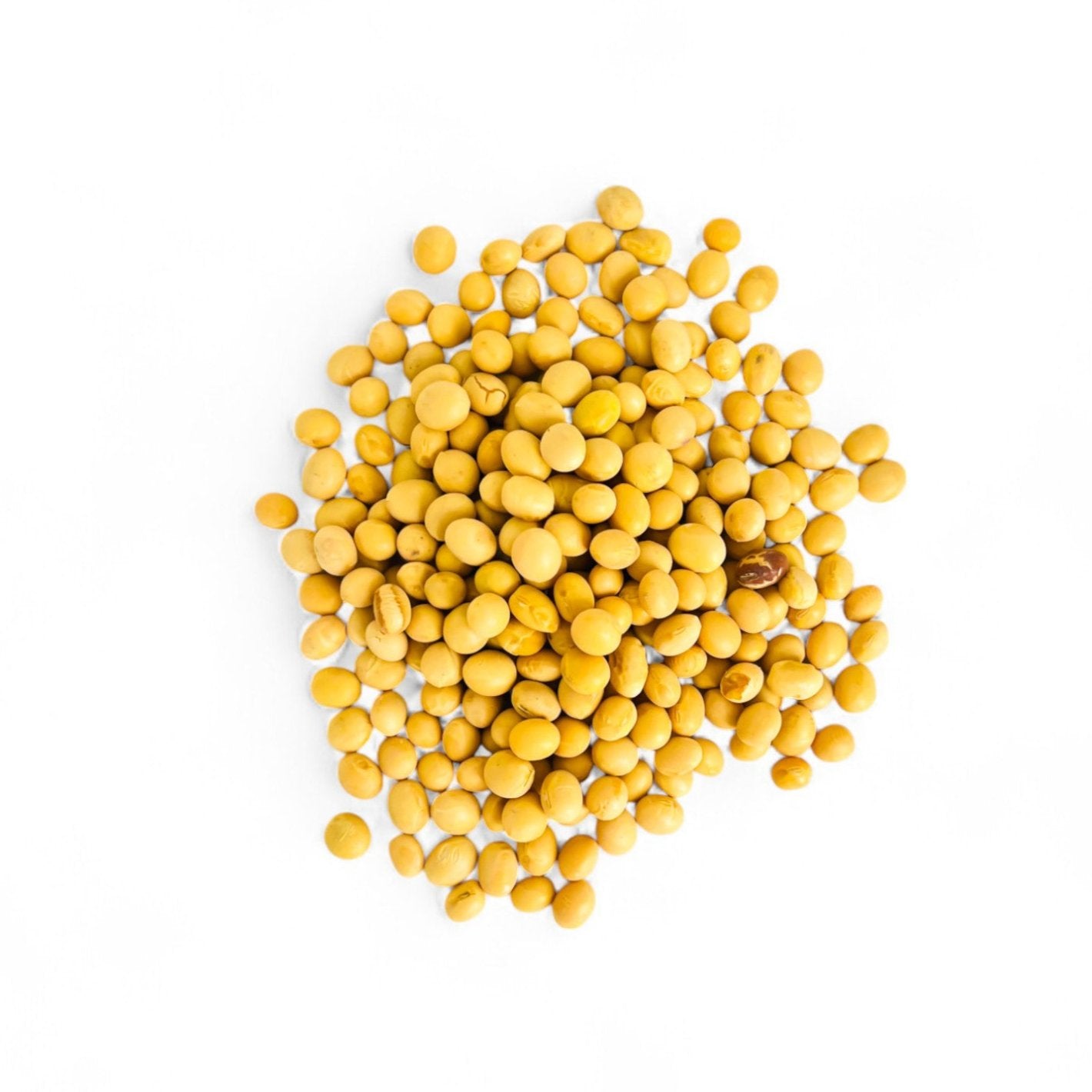 Fèves entières de soja (الصويا) séchées – source naturelle de protéines complètes